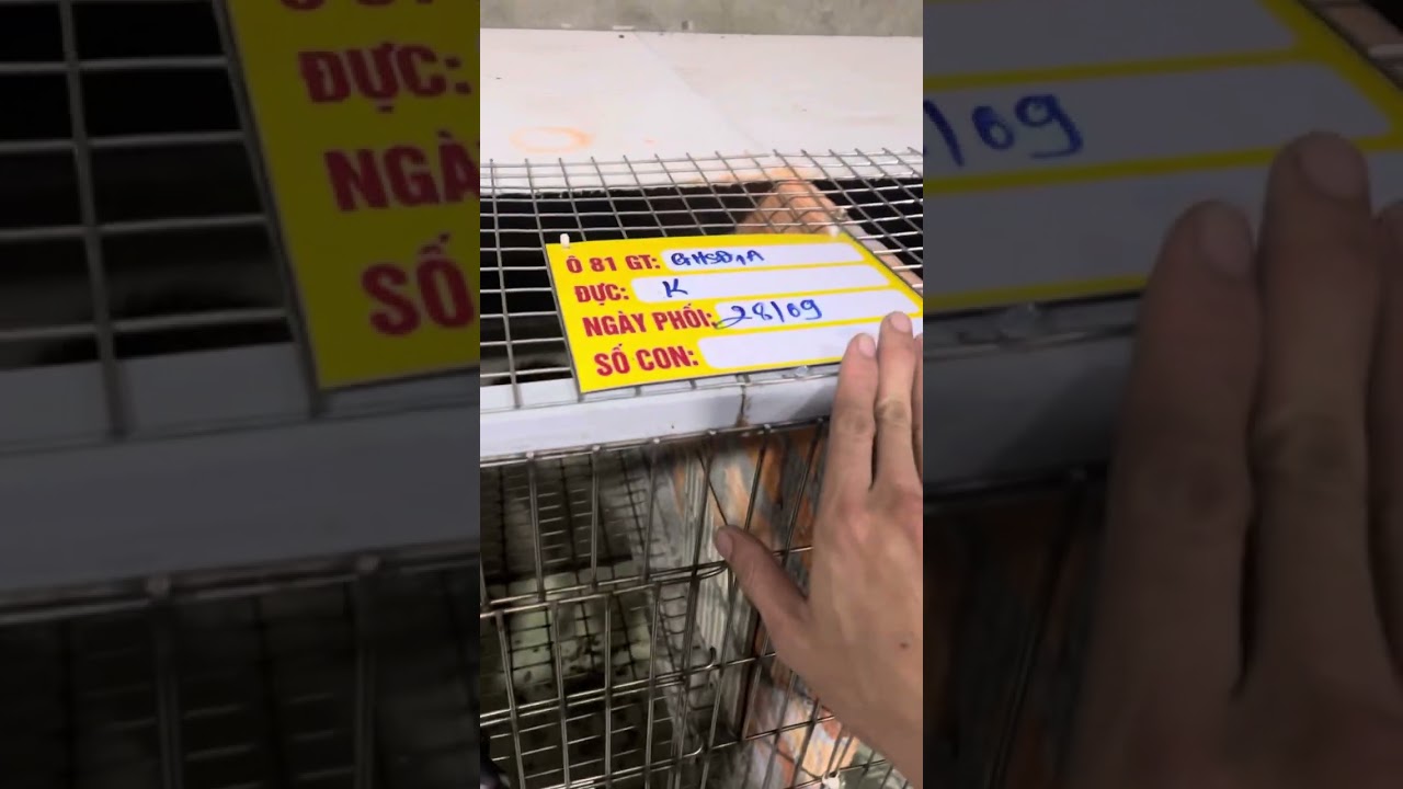 Mẫu chuồng nuôi chồn hương, cách làm chuồng nuôi chồn hương hiệu quả