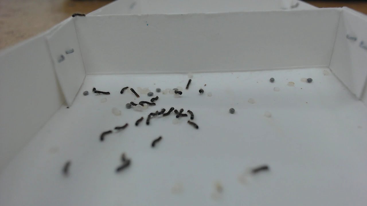 20251212_蚕本格孵化（飼育１日目）