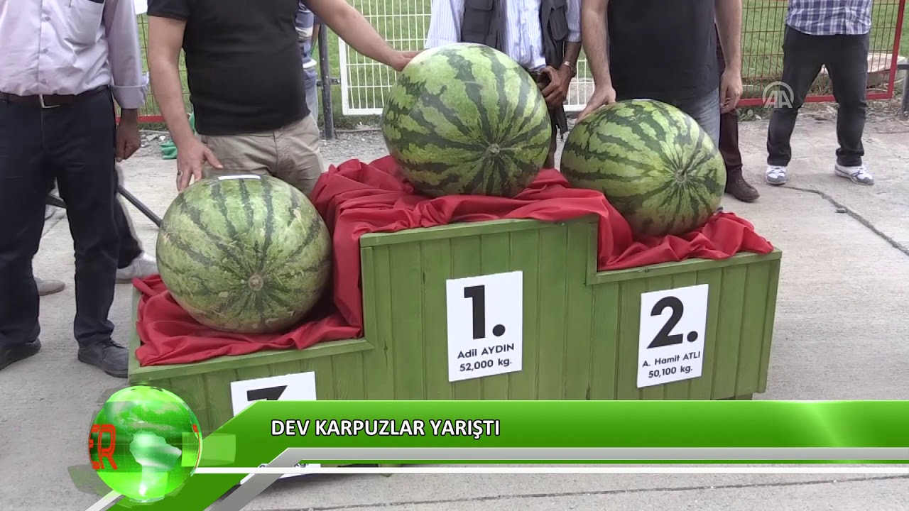 Dev karpuzlar yarıştı