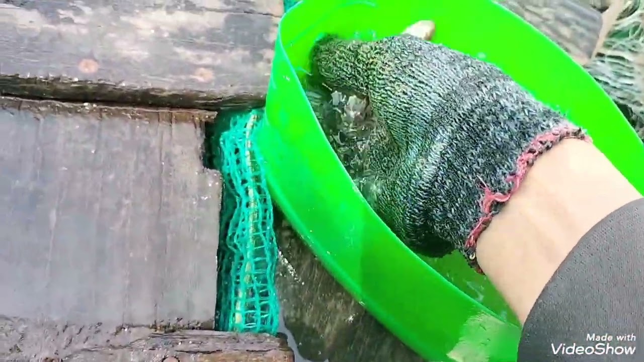 Lang ngà sông hiền biết bao,        cho cá cho lúa, cũng cho lòng người...