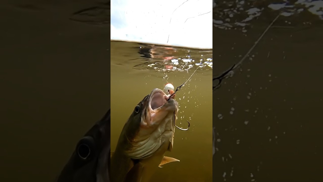 🎣 CRAZY Fish BITE Compilation! You WON'T Believe What Happened! 🤯🐟 #fishing #shorts