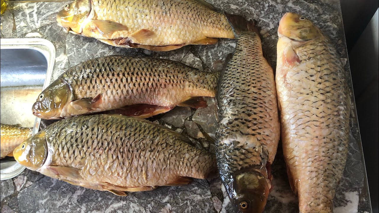 Pesca variada en Baradero 