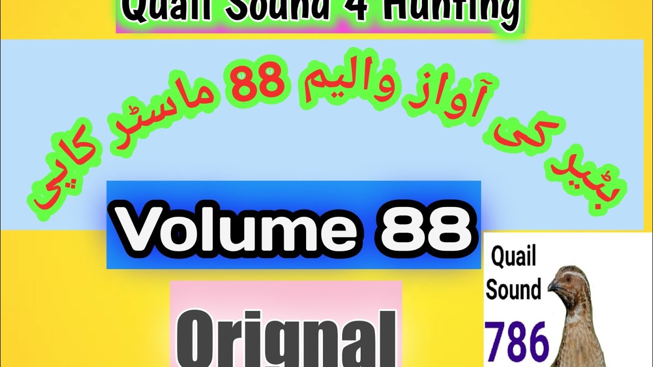 batair sounds for night | batair ki awaz |  بٹیر کی آواز|صوت السمان | volum 88 orignal