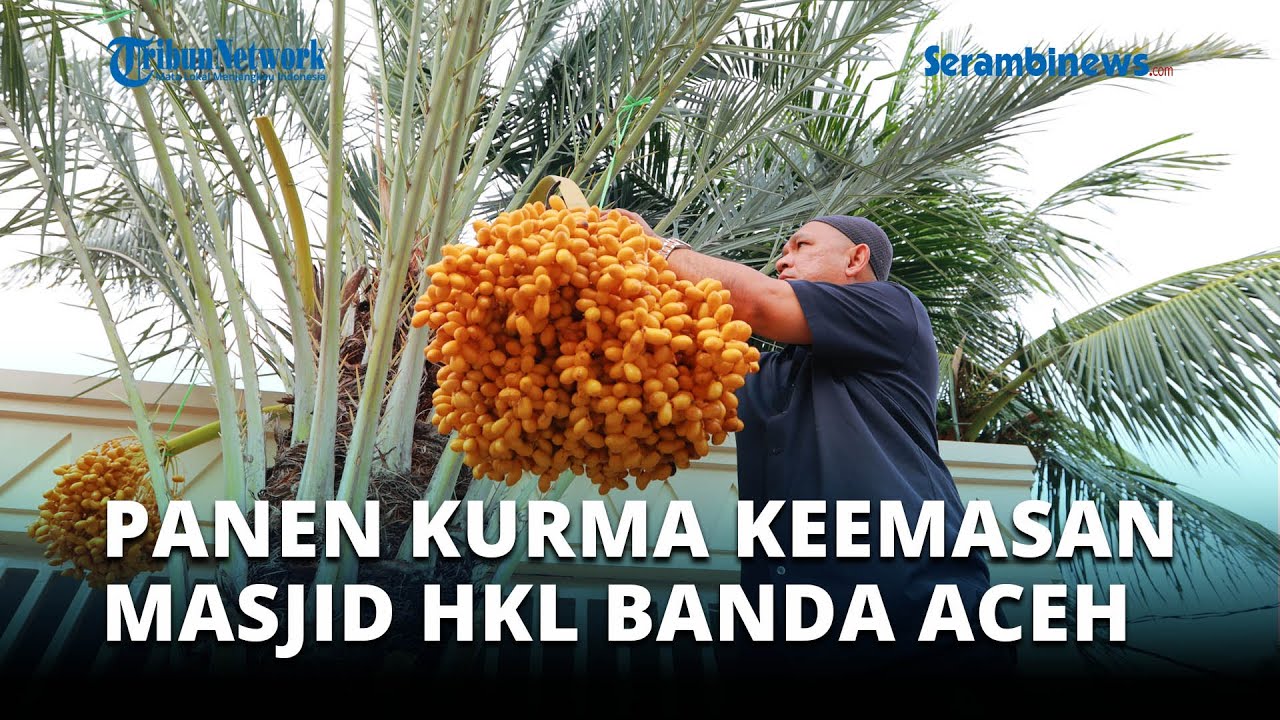 Panen Kurma Keemasan Masjid Haji Keuchik Leumiek, Ratusan Jamaah Mencicipi