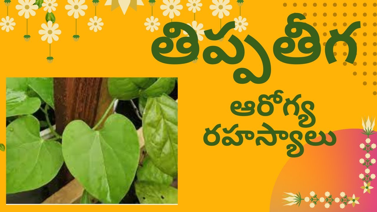 TIPPA TEEGA / tippa teega medicinal values