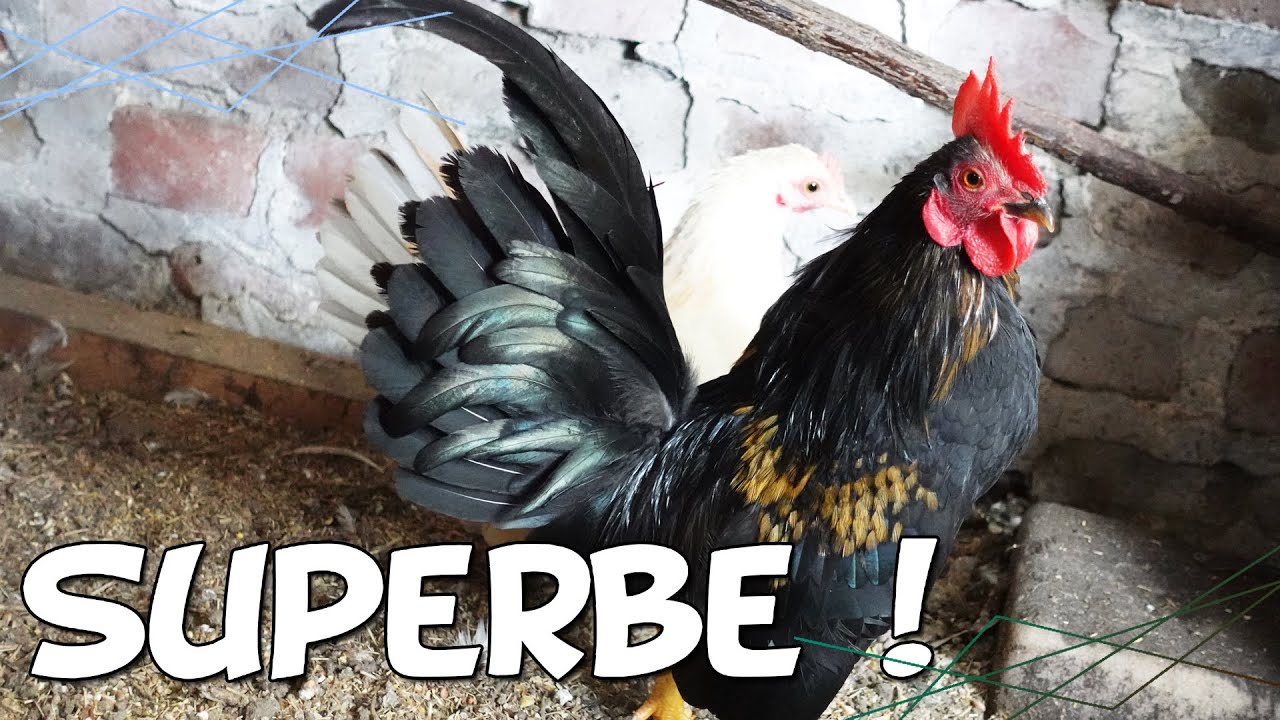 Des nouvelles de mes poussins SERAMA ! (Micro poule)
