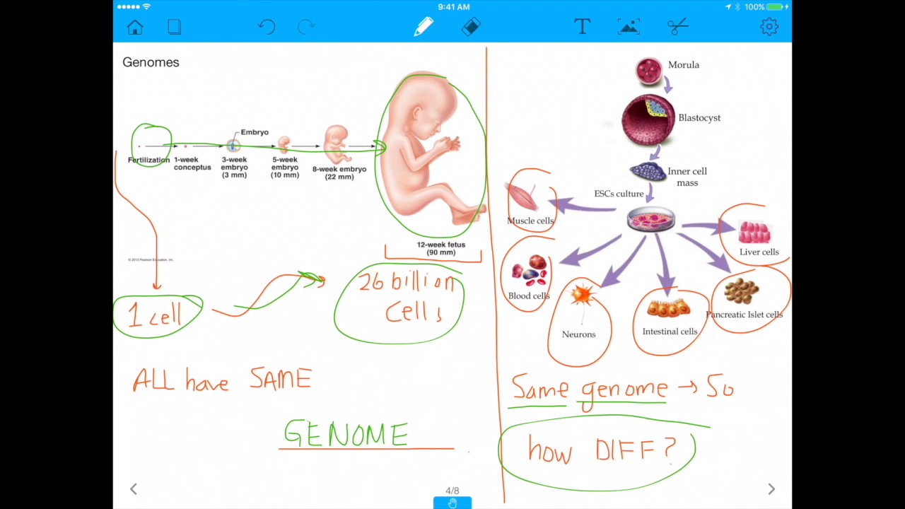 MCAT/DAT Question: Epigenomes vs. Transcriptomes vs. Proteomes