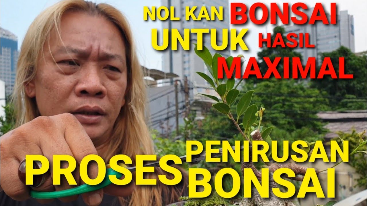 Video 37 || Press Bahan Bonsai Kimeng Dan Waru