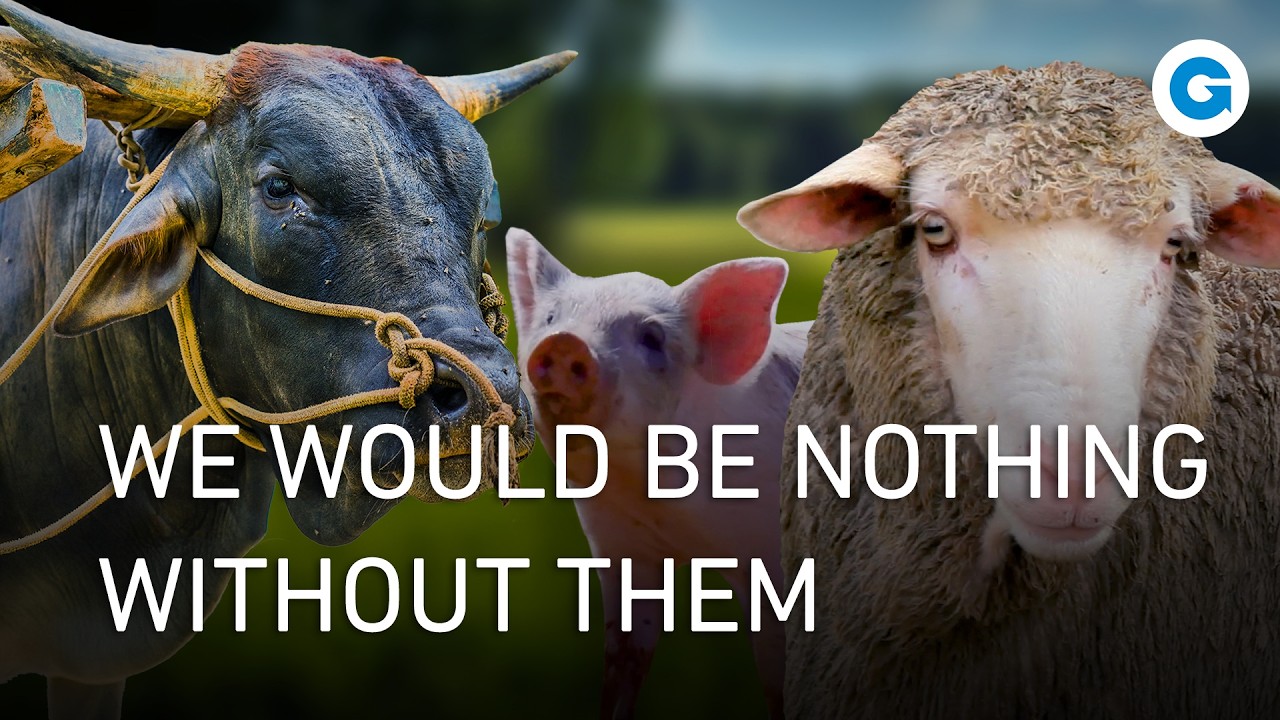 Animals That Changed History: From Farming to Fashion and Transportation | Extra Long Documentary