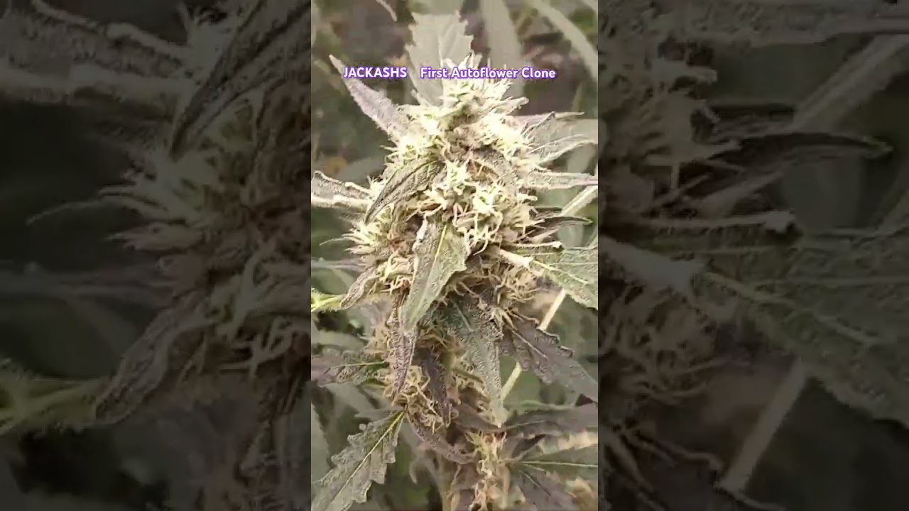 JACKASHS first Autoflower clone