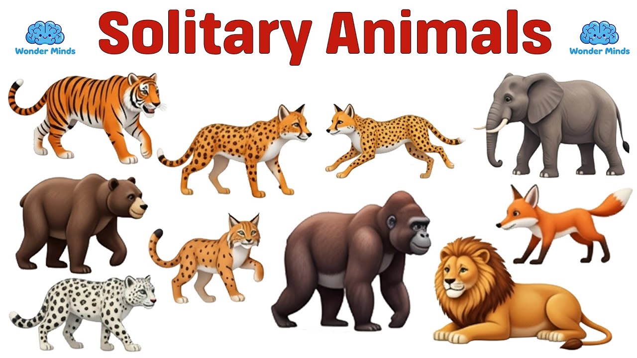 Top 10 Solitary Animals 🐅 | Independent Animals That Live Alone #SolitaryAnimals #animalnames