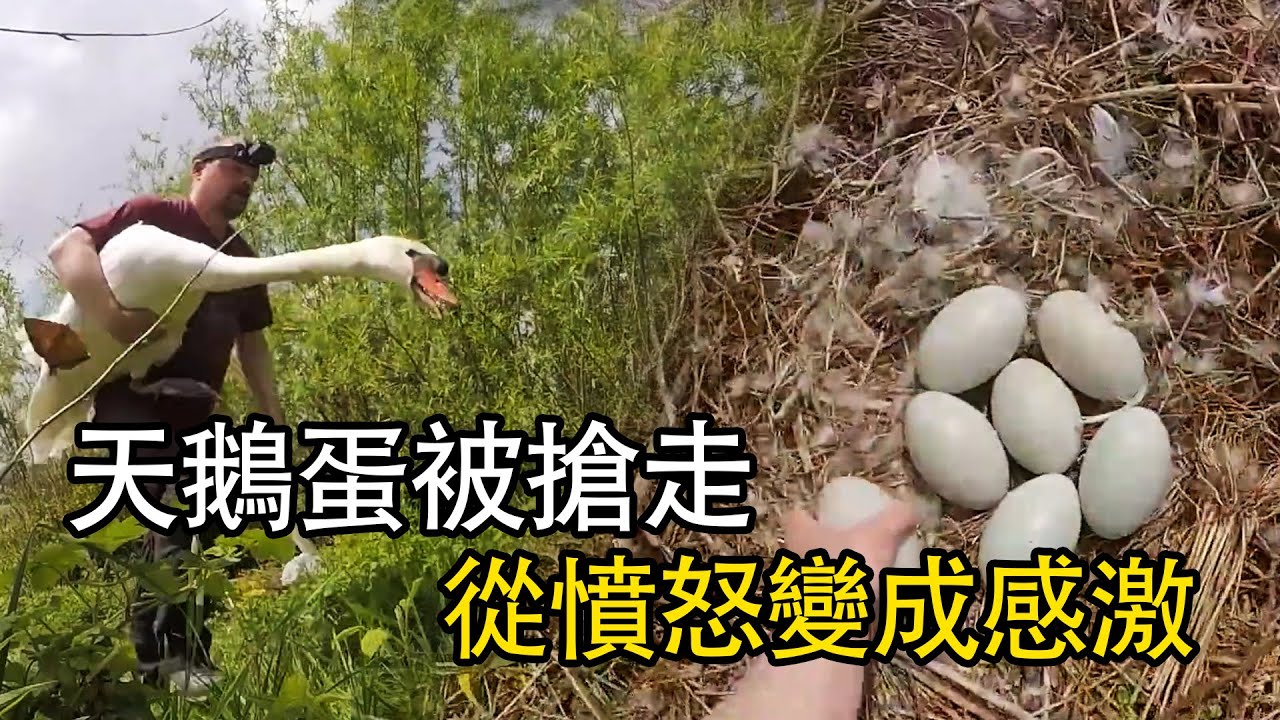 天鵝蛋被奪，天鵝夫婦拼死保護，結果出乎意料！#nature #wildlife #animal #wildanimals #animals #猛獸世界  #動物