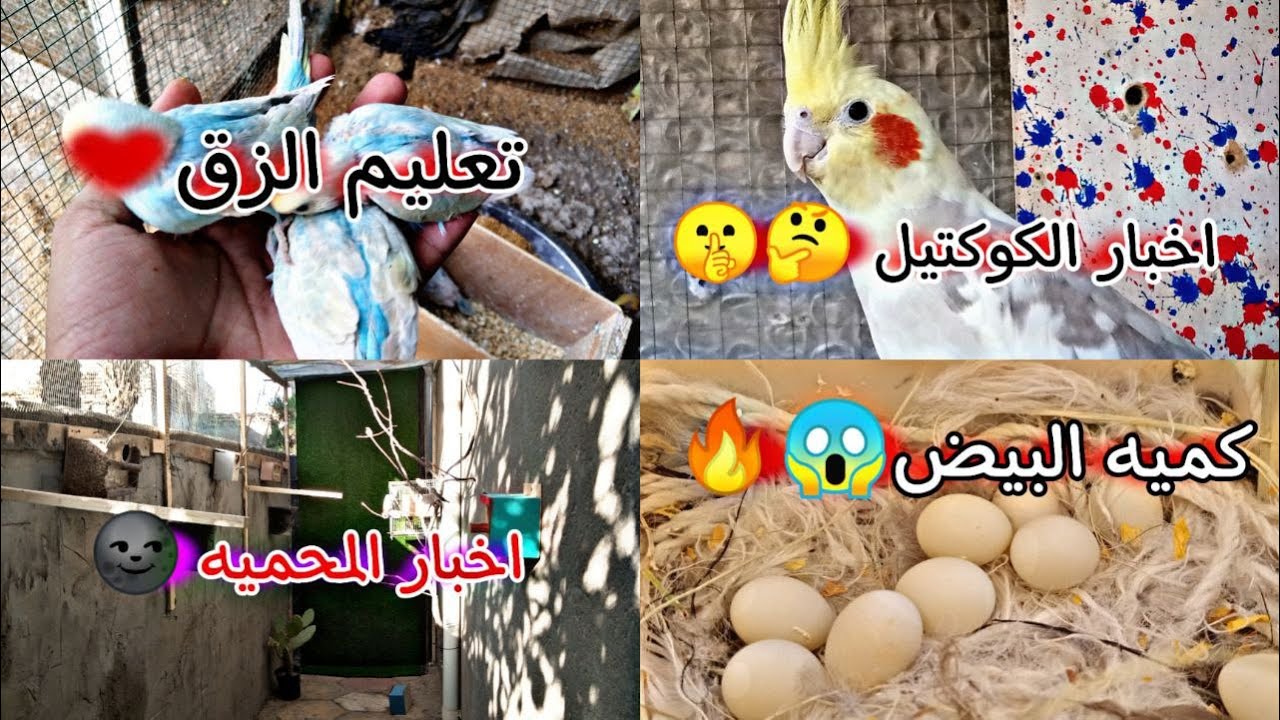 تعليم الزق اليدوي للبادجي ❤️صناعه سرنجه زق يدوي 🔥😱اخبار محميه الطيور 🕊