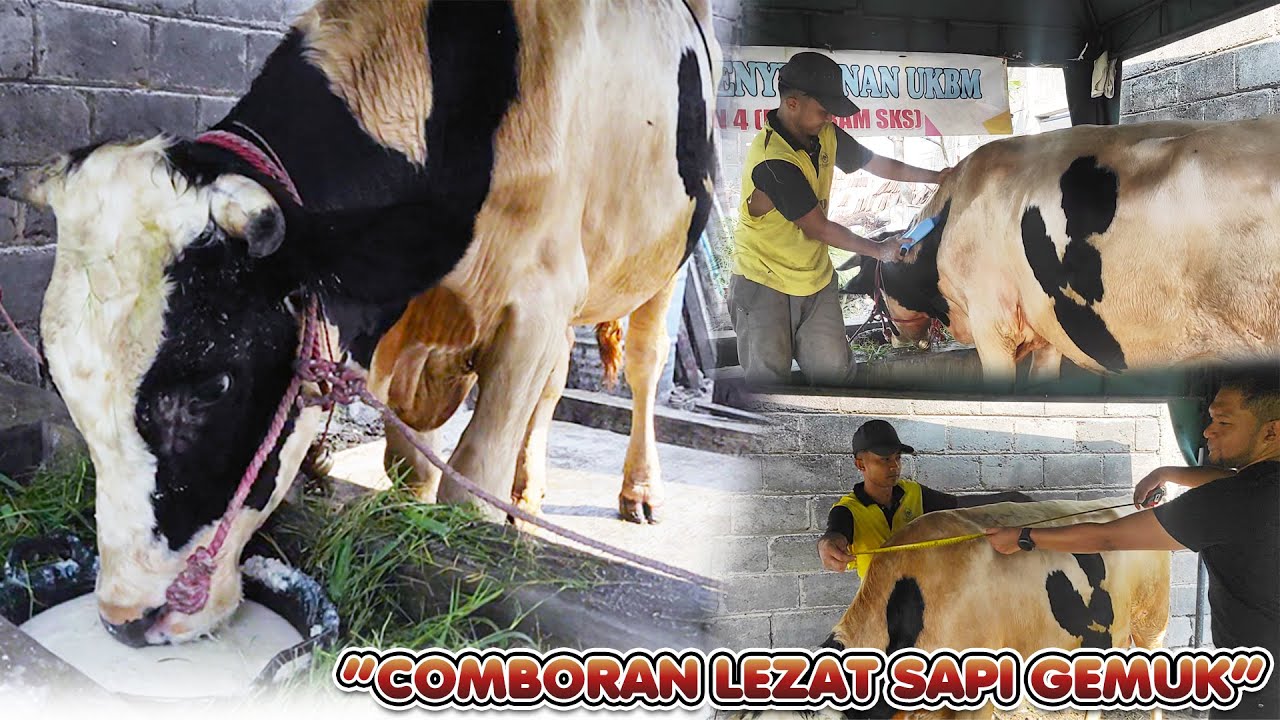 COMBORAN SEDERHANA UNTUK PENGGEMUKAN SAPI