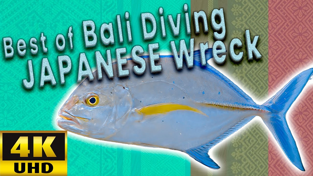 Incredible Turtle Encounters At The Japanese Wreck! Best Of Amed Bali