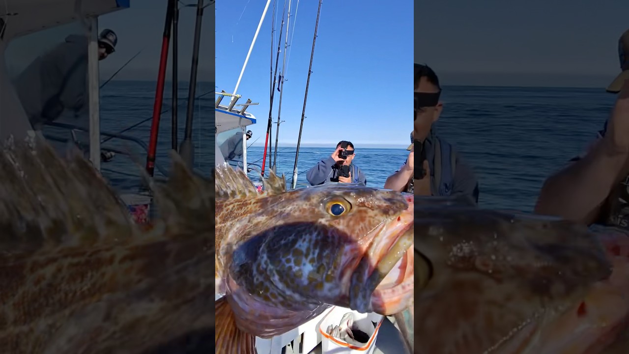 LING COD alert! #fishing #lingcod #oregon