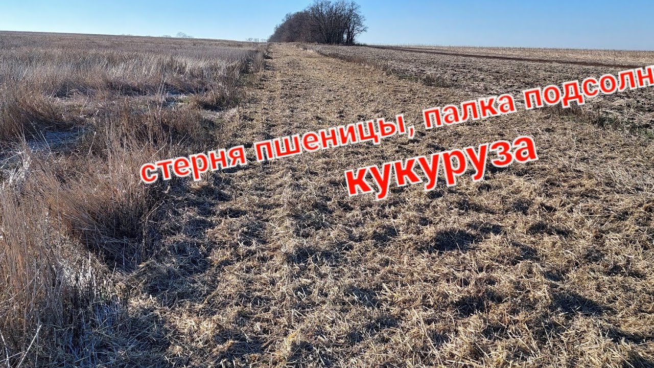 Измельчаем стерню пшеницы, палку подсолнуха и кукурузы. Мульчирователь от  MUTHING и КЕТ УКРАИНА.