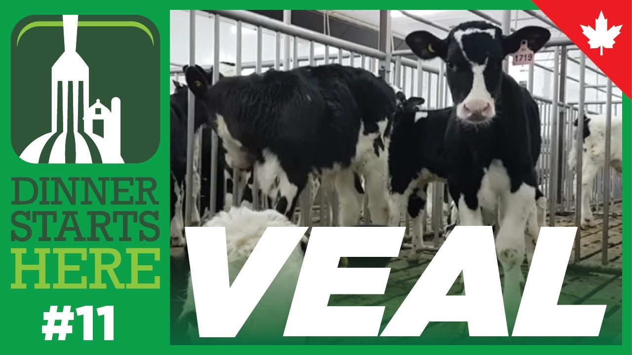 Visiting Two Veal Farms - Farm 11 - Dinner Starts Here