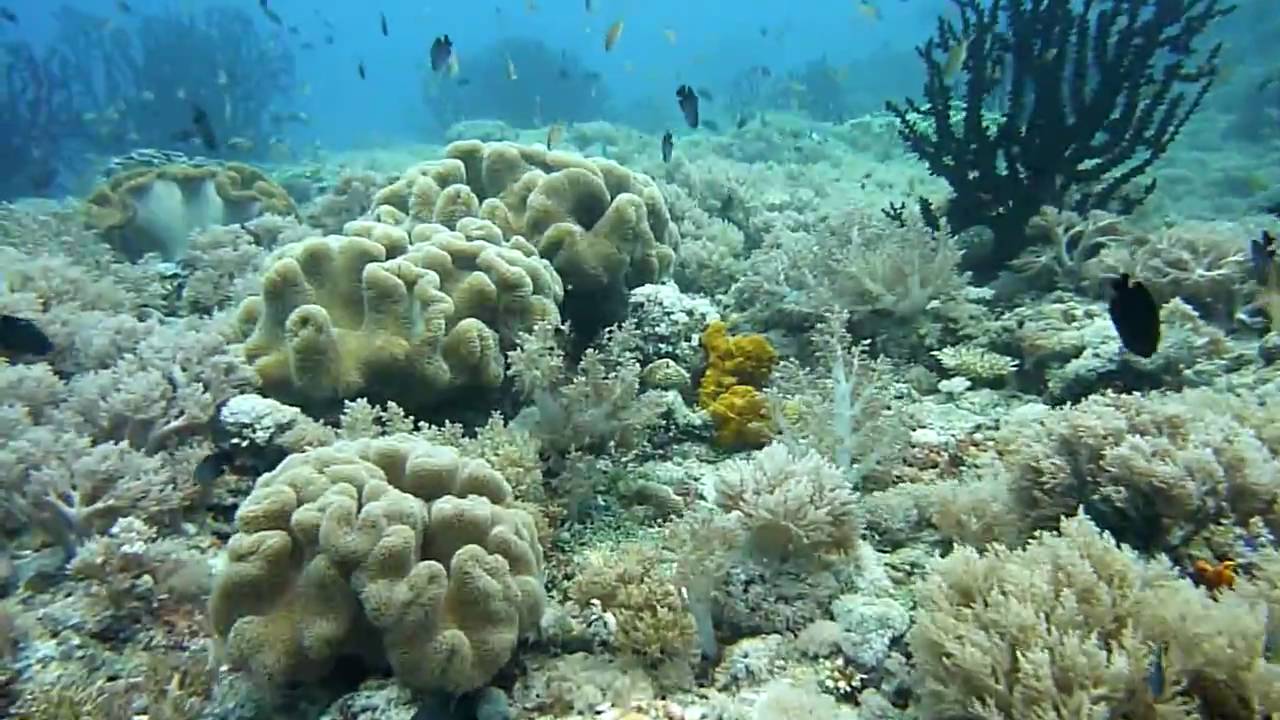 2. Soft Coral @ Sogod Bay, Ph (Lumix TZ7/ZS3 - AVCHD)