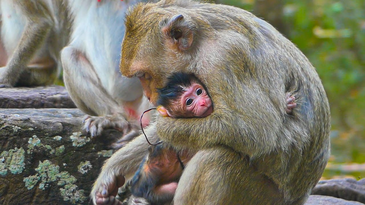 Astra brings her Newborn to show her mama Bonita, but watch how Bonito react with her