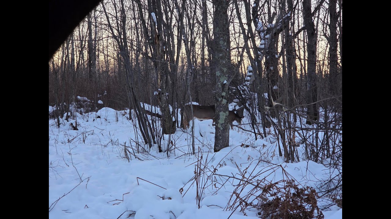 THE FARMHOUSE. Farmhouse Deer Camp. Finally seeing deer. Chores. Cold weather sets in.