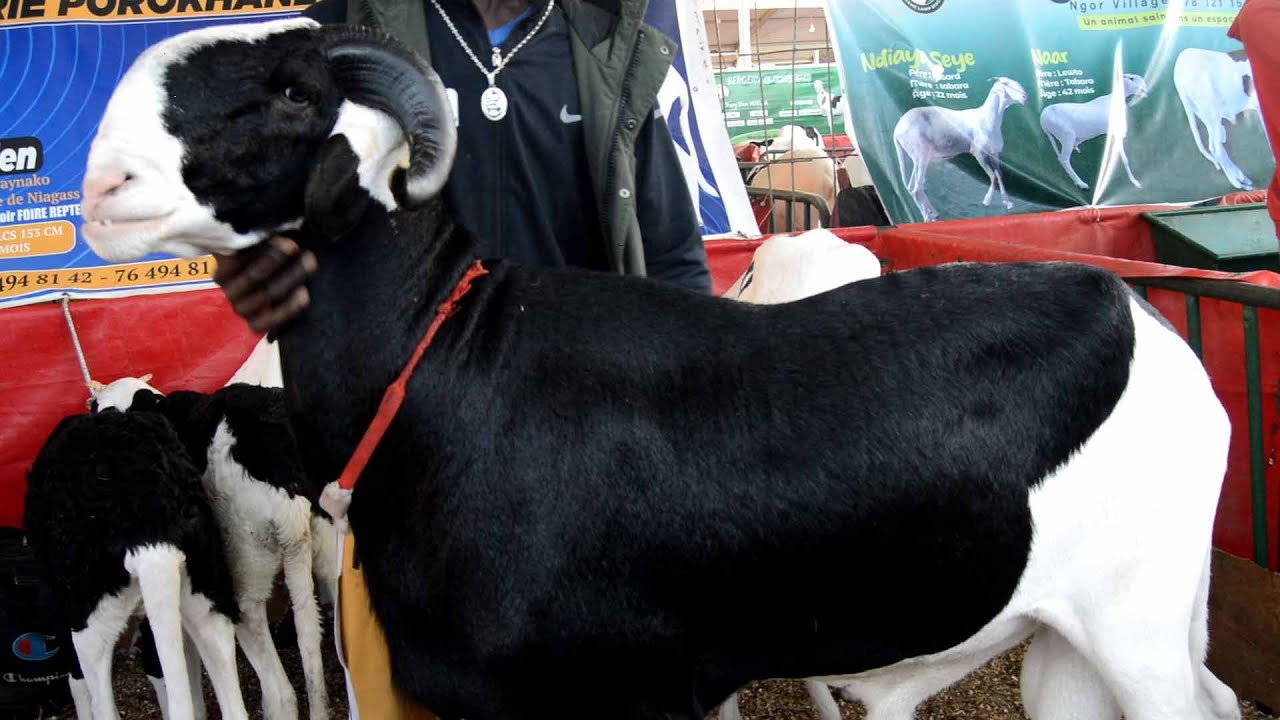 EXPOSITION PROKHANE MOUTONS AU SALADAM