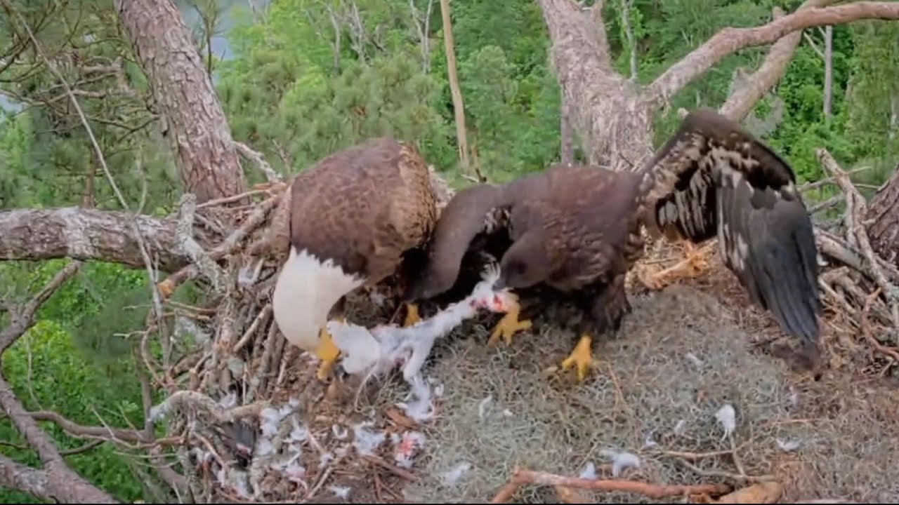 Tug of war between Andria II and E3-O3 on Cattle Egret | Kisatchie National Forest | April 22, 2025