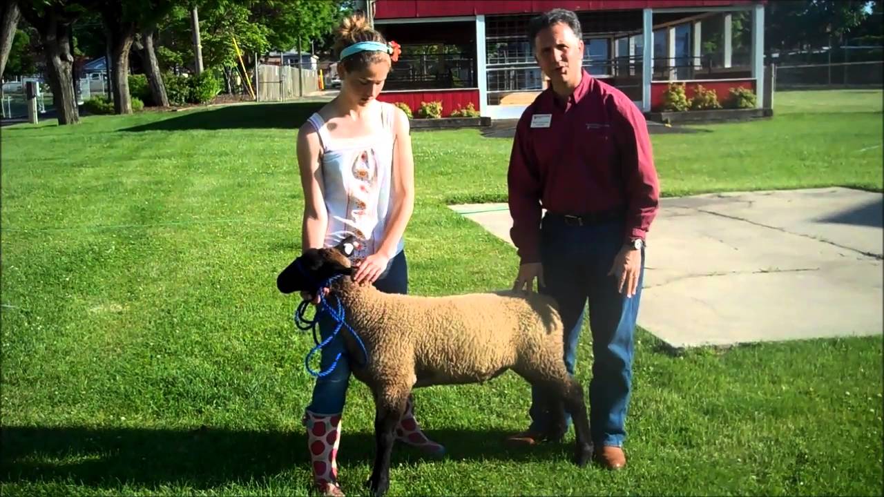 Selecting Your Market Lamb