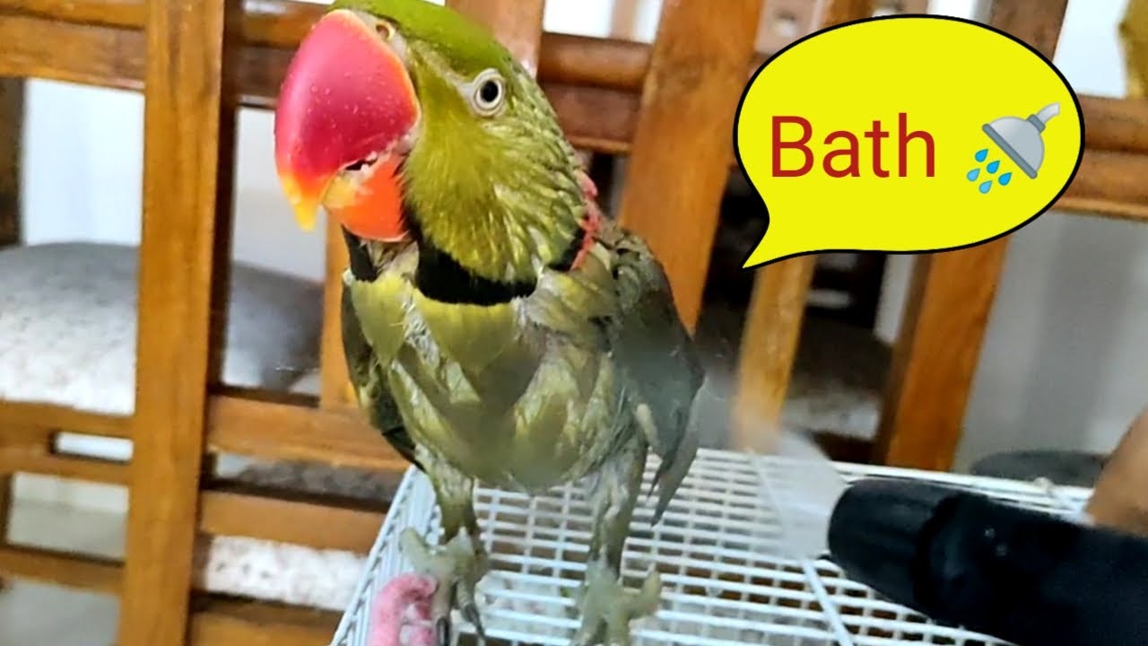 Parrot Bathing - Pablo Taking Bath - How to Bathe your Parrot ??