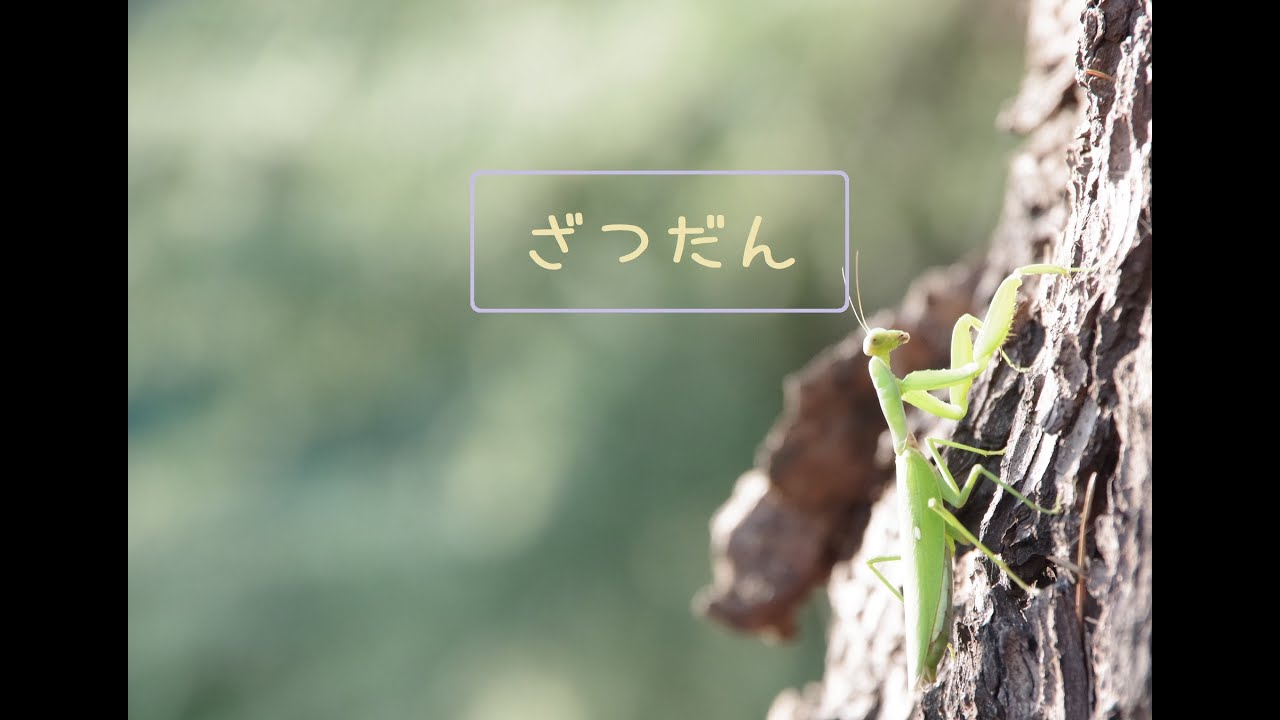 🔴LIVE |【初見歓迎】金曜日のたろす🐣【ヒヨコのたろす】