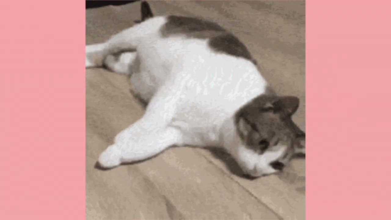 Funny Cat GIF Compilation