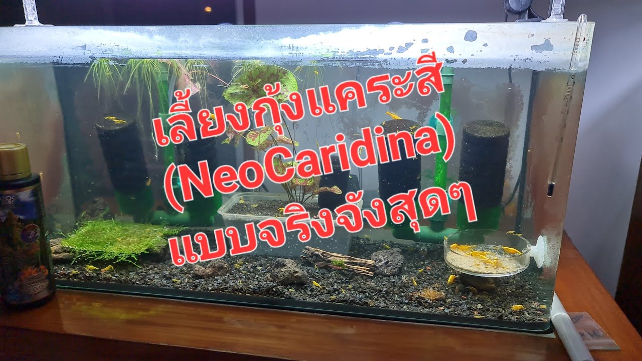Как выращивать карликовых креветок Neocaridina с соблюдением всех мер предосторожности (следите, ...