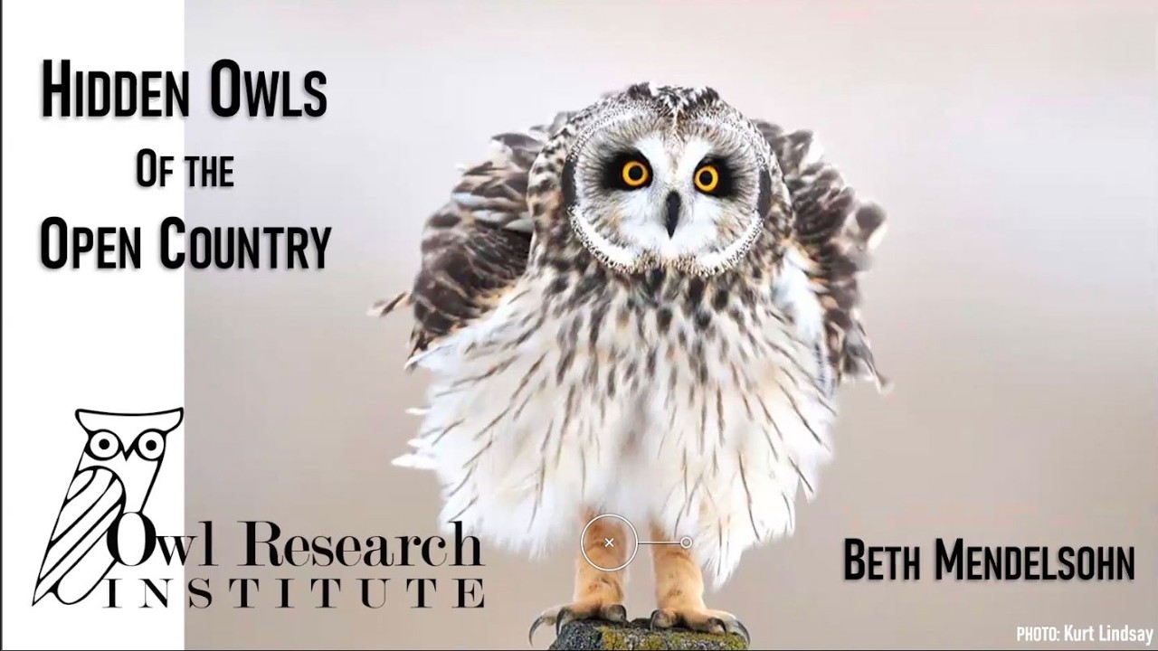 Unlocking Short-eared Owl Secrets: ORI's Beth Mendelsohn for Fernald Preserve Winter Bird Festival