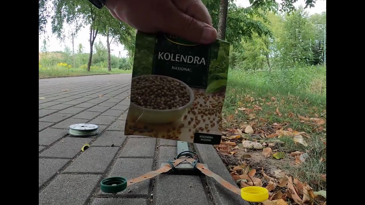 Reakcja ryb na kolendrę