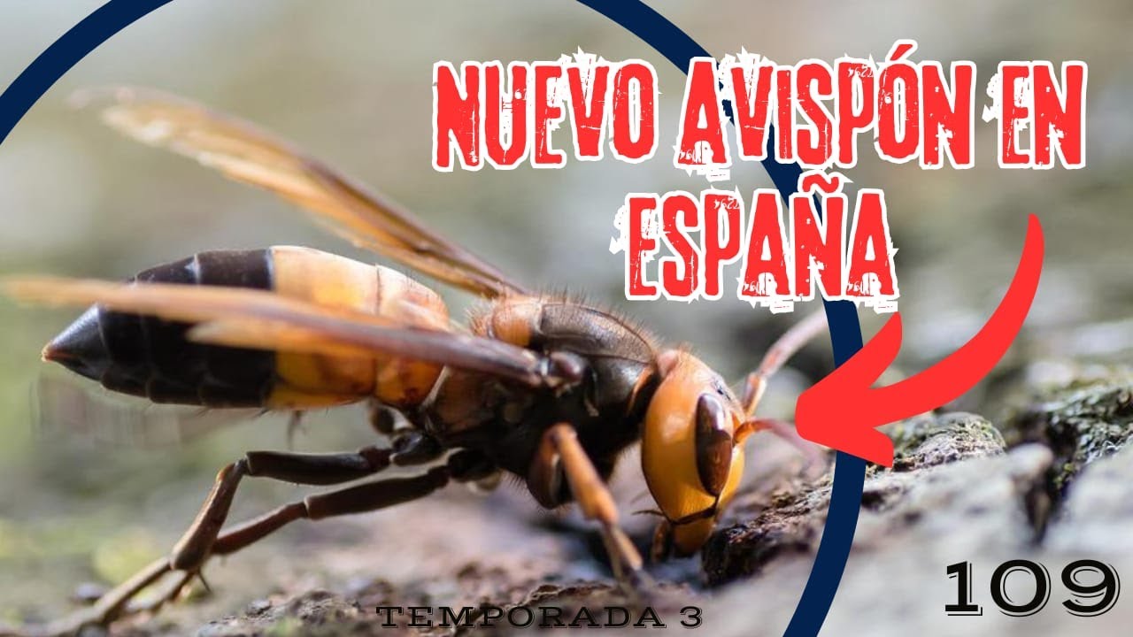 NUEVO PROBLEMA en la APICULTURA ESPAÑOLA❌ 