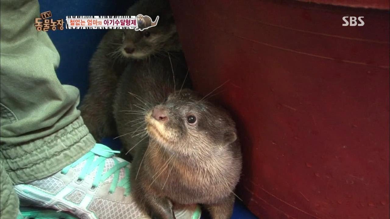 철없는 엄마와 아기 수달 형제 @TV동물농장 131117