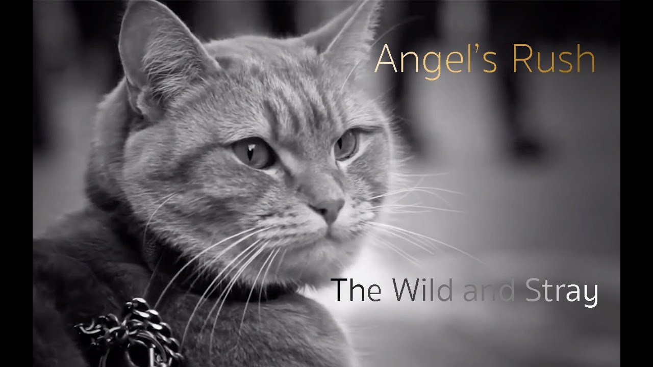 Angel's Rush - Official Song