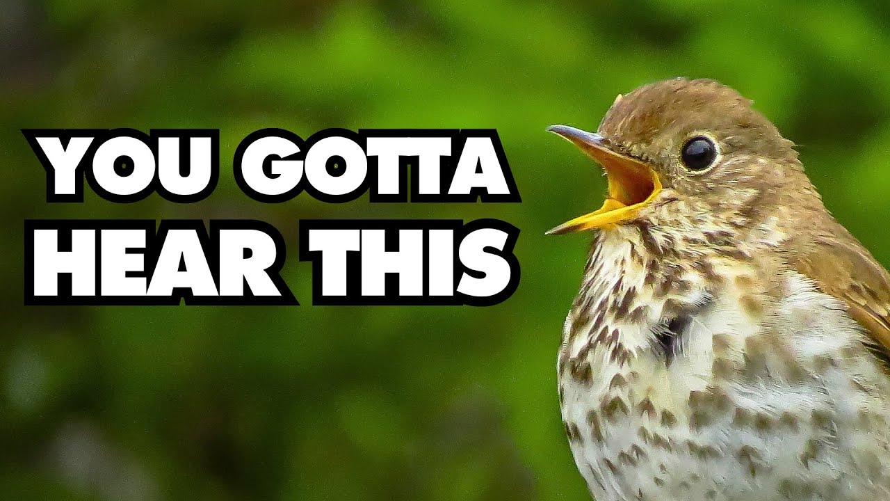 Hermit Thrush Song