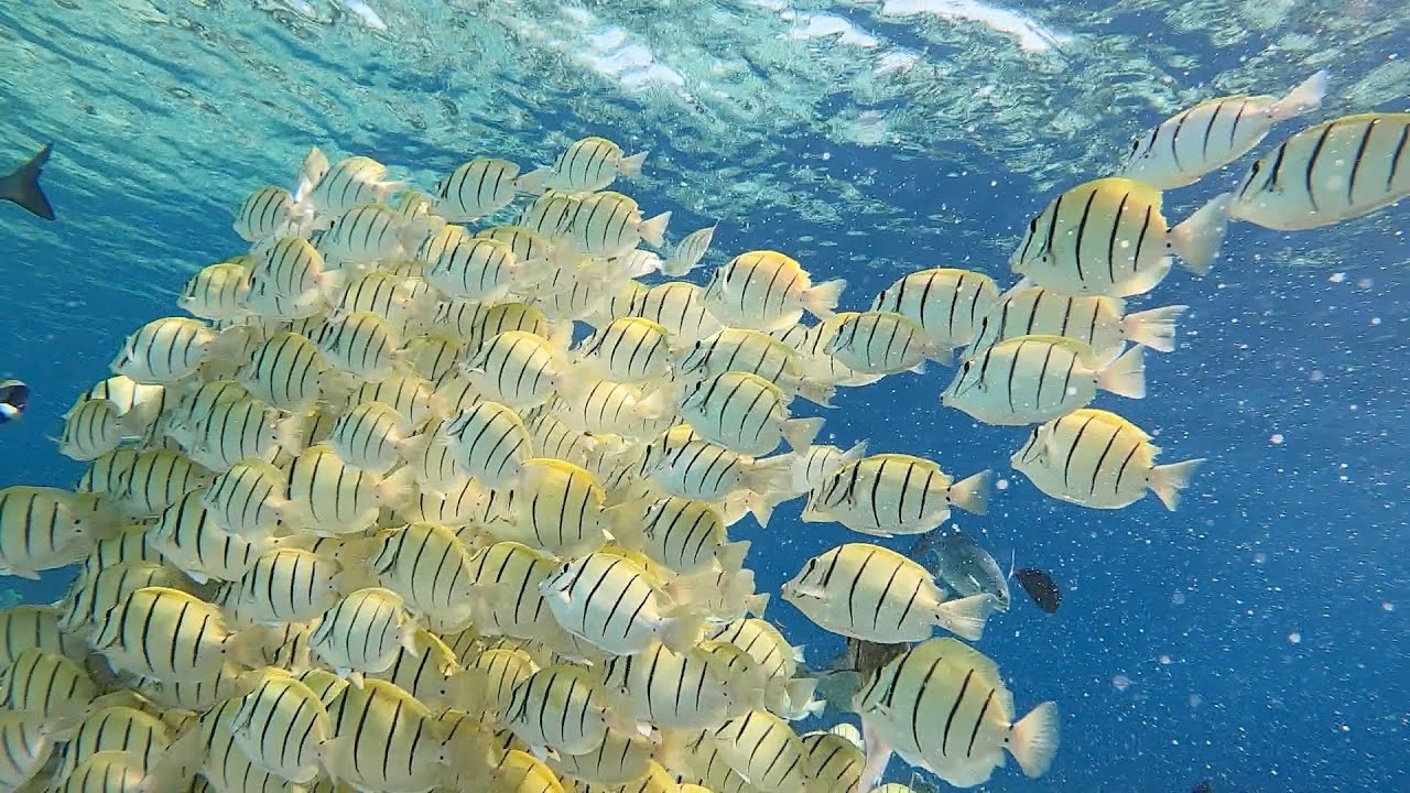 Vilamendhoo, Maldives mars 2020, reef, part.2