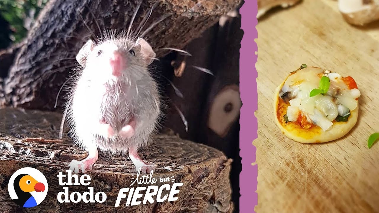 Microscopic Baby Mouse Grows Up And Eats Tiny Pizzas | The Dodo Little But Fierce