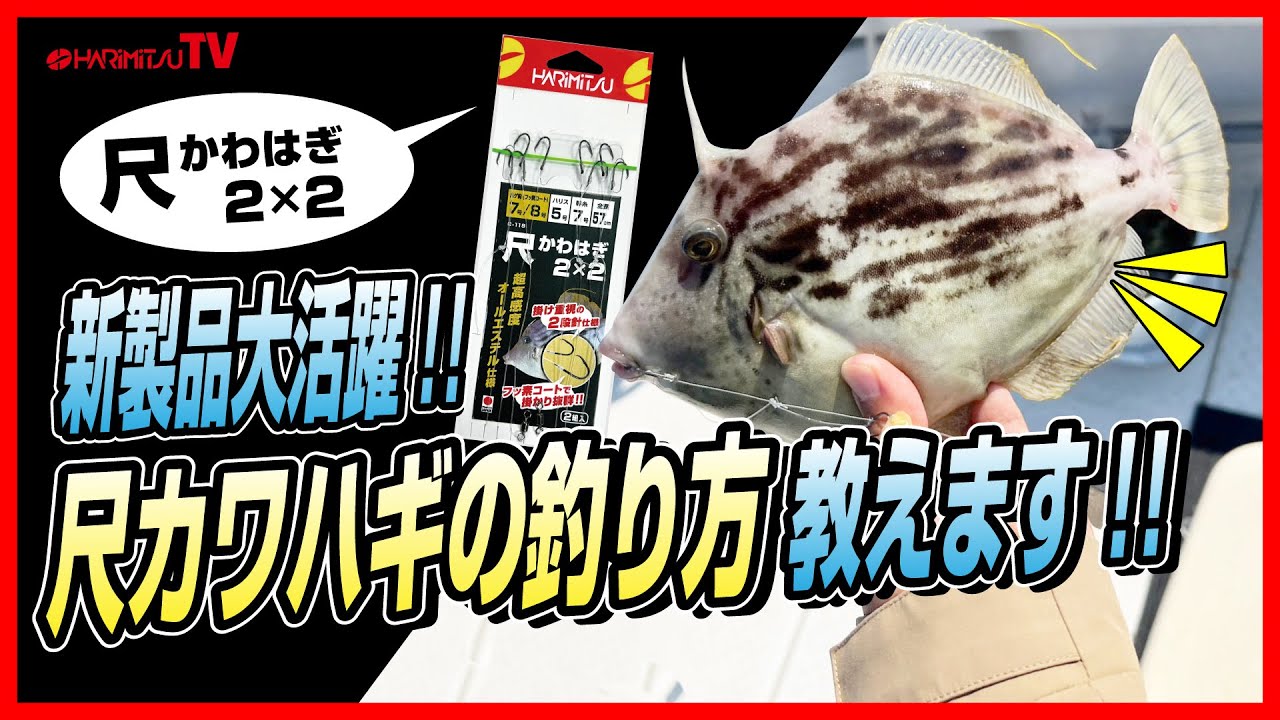 【新製品大活躍!!】尺カワハギの釣り方教えます!!