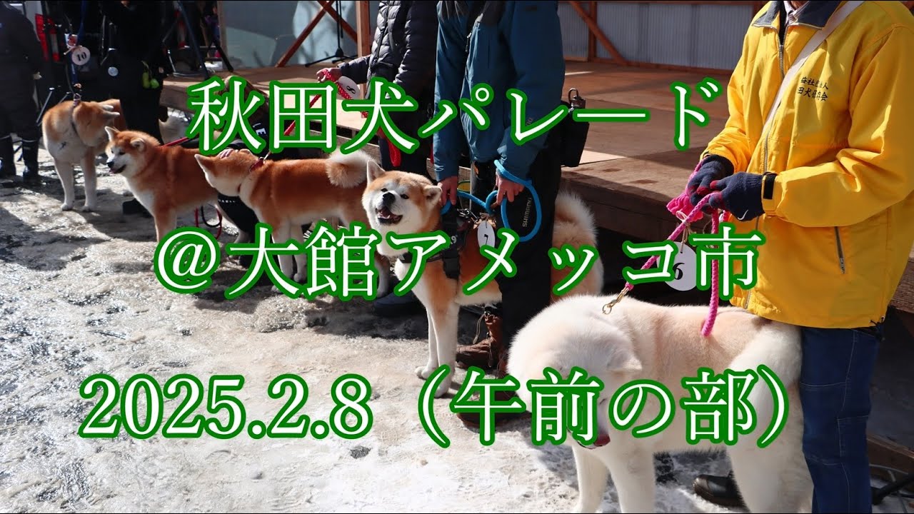 秋田犬パレード ＠ 大館アメッコ市  2025.2.8（午前の部）