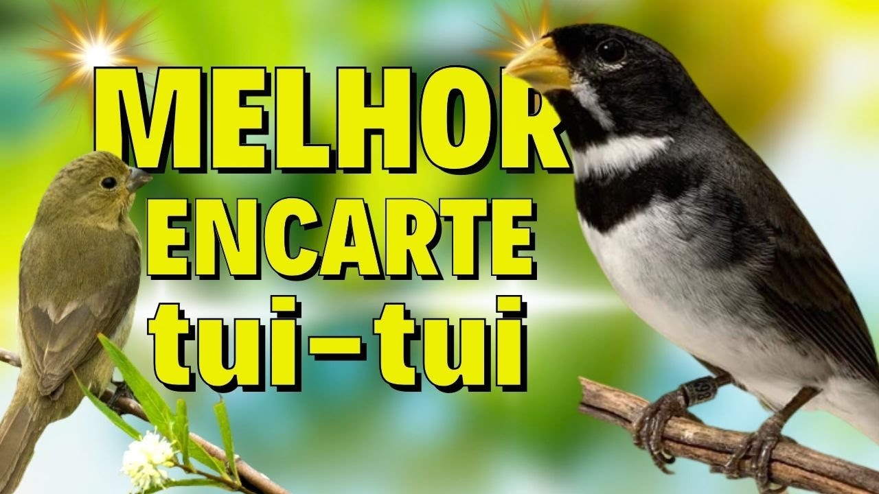 🔴MELHOR CANTO DE COLEIRO TUI TUI PARA ENCARTE 🔴🔴ÁUDIO COM FÊMEA LOUCO CHAMANDO🔴TURBINE SEU PARDO🔴