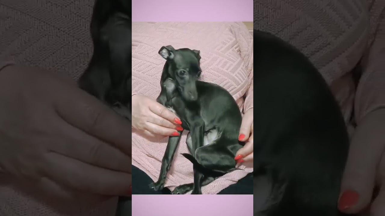 Cute Italian greyhound puppy is looking for owners! | Девочка левреточка ищет любящих хозяев!