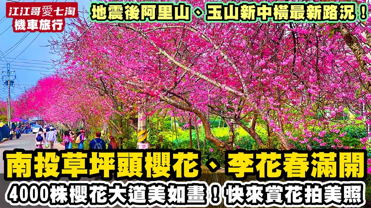 【江江哥愛七淘】機車旅行｜賞櫻花｜草坪頭櫻花季｜南投櫻花景點｜阿里山櫻花季｜賞櫻花台灣｜南投美食｜賞櫻花景點｜賞櫻花一日遊 Taiwan travel🇹🇼 #環島 #機車環島 #南投景點 #賞櫻