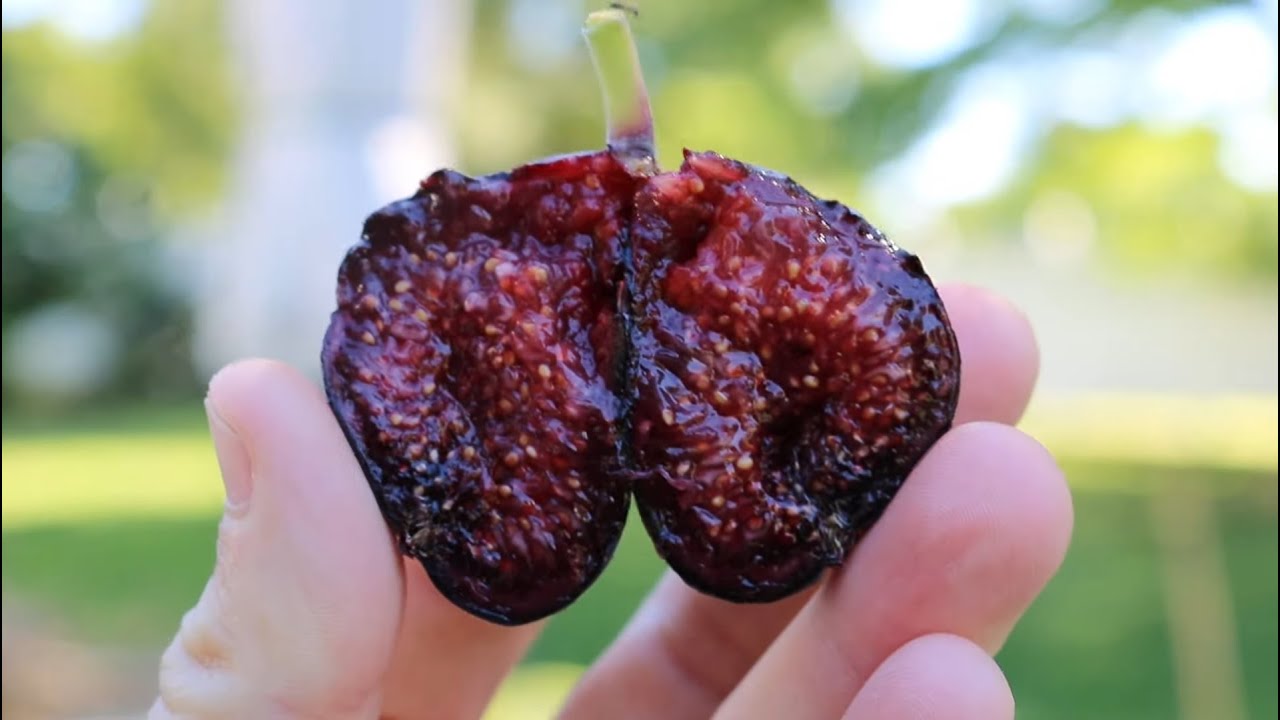 The Differences Between Blue, Black and Celeste