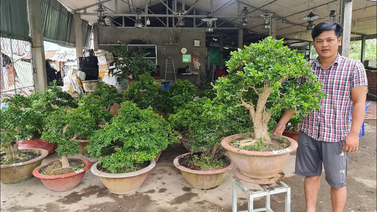 Nguyệt Quế, Mẫu Đơn Bonsai thành phẩm giao lưu 11/11 🔔 O898 997764 Th Triệu LTK