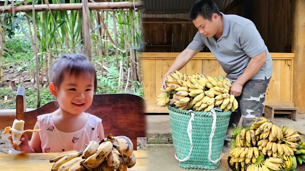 Full Video:30 Days Goes To Market Sell-Harvest Banana & piglets - Repair again the pig pen.