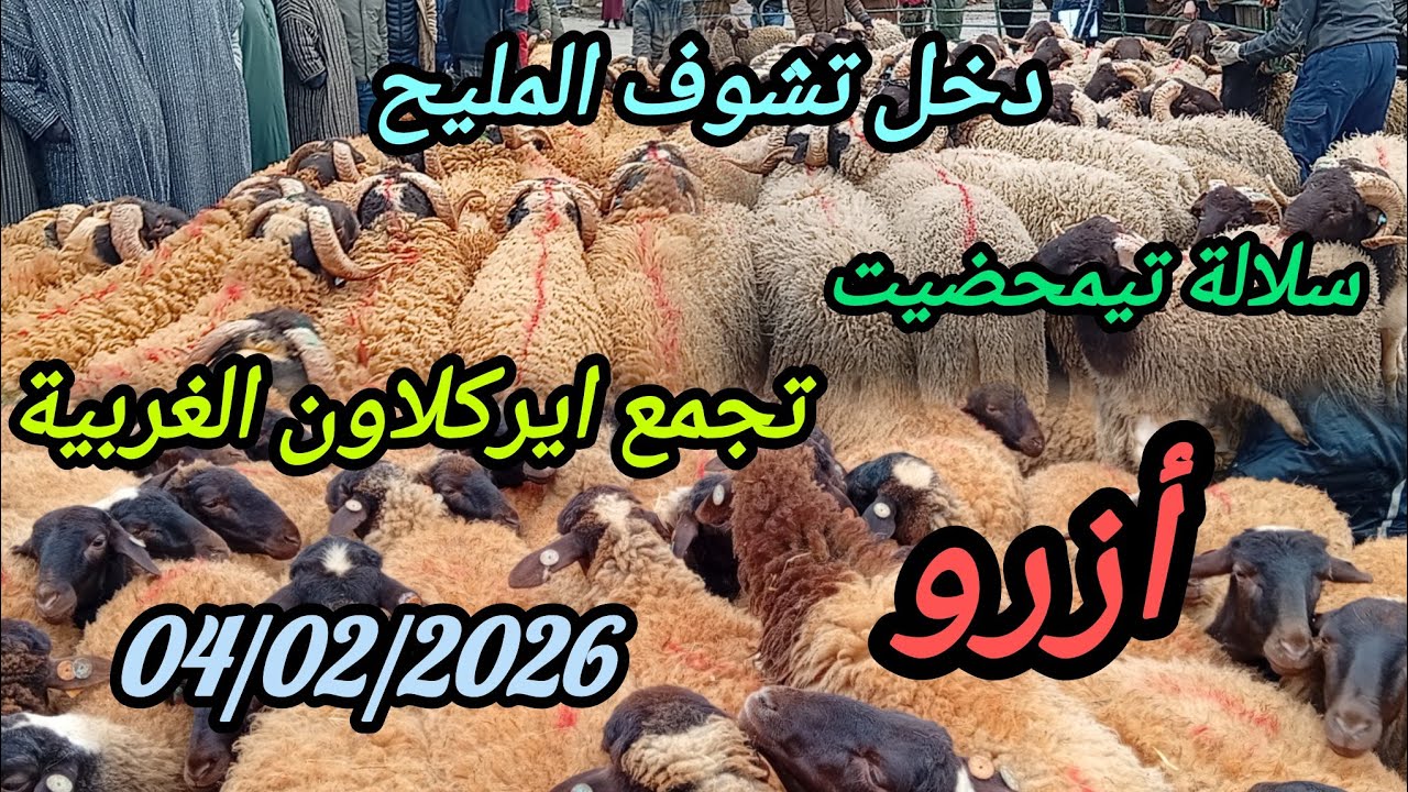 أشغال الجمعية الوطنية لمربي الأغنام والماعز #anoc #اكسبلور #animals 