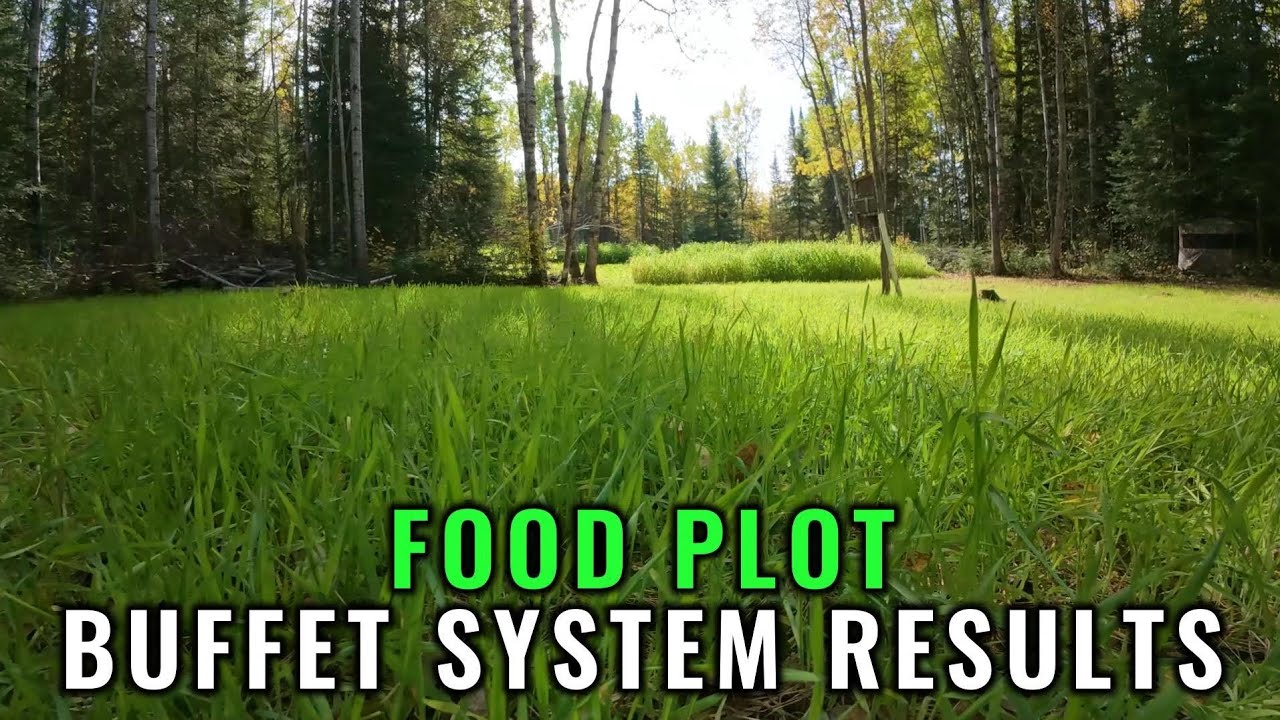 Food Plot Buffet System Result 